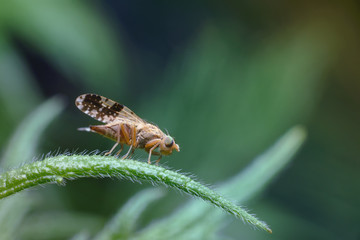 A tiny little yellow fly with spotted transparent wings in the garden. Macro photography of insects, selective focus, copy space.