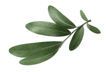 Olive branch, isolated on white background