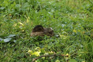 Anas platyrhynchos