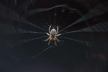 A little tiny scary spider in the center of its sticky web in the garden. Macro photography of insects, selective focus, copy space.