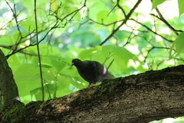 pigeon on branch