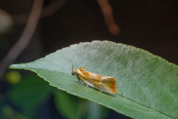 Moth butterfly with bright yellow wings sits on a green leaf. Macro photography of insects, selective focus, copy space.