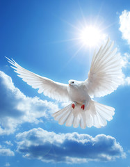 Obraz premium Dove in the air with wings wide open 