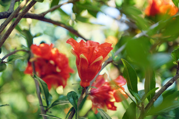 Granatapfel Punica granatum