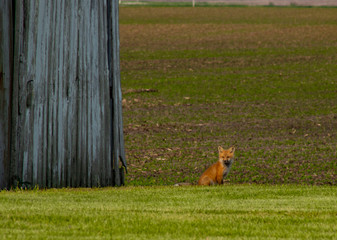 Fox babby cub sunset  