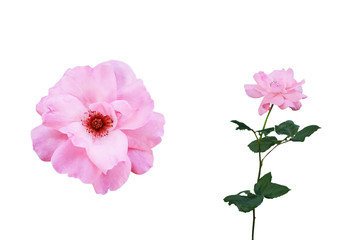 Pink rose flowers  isolated on white background