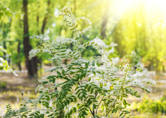 Poplar fluff. Summer starts with a poplar fluff. Magic image. Poplar fluff on the branches of a bush. Sunlight and falling poplar fluff.