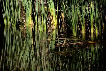 Close ups of creek near Caroline Springs, Victoria, Australia