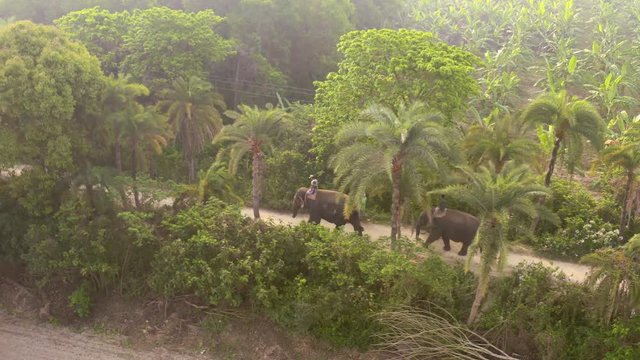 Elephant procession in a forest jungle of Mayapur, India k aerial ungraded
