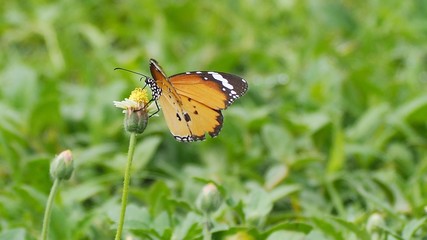 Obraz premium butterfly on flower