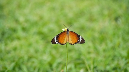 butterfly on grass
