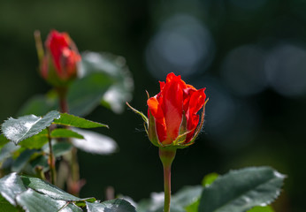 Rose - the collective name of the species and varieties of the representatives of the genus Rosehip