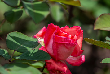 Rose - the collective name of the species and varieties of the representatives of the genus Rosehip