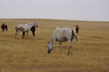 Obraz premium Beautiful horses grazing in the field. Stallions, mares and foals in the pasture. Stallions in the steppes of Kalmykia.