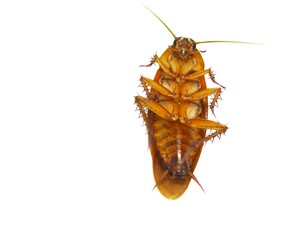 cockroach isolated on white background