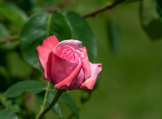 Rose - the collective name of the species and varieties of the representatives of the genus Rosehip