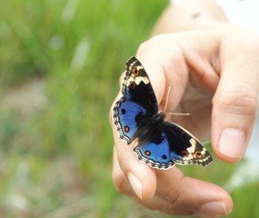 butterfly on hand