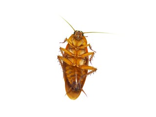 cockroach isolated on white background