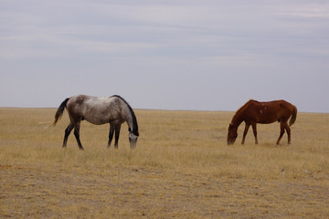 Beautiful horses grazing in the field. Stallions, mares and foals in the pasture. Stallions in the steppes of Kalmykia.