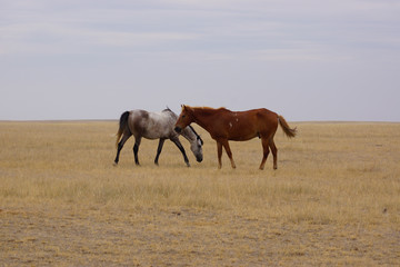 Beautiful horses grazing in the field. Stallions, mares and foals in the pasture. Stallions in the steppes of Kalmykia.