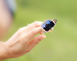 butterfly on finger