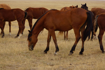 Beautiful horses grazing in the field. Stallions, mares and foals in the pasture. Stallions in the steppes of Kalmykia.