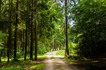 Forest road in a summer day