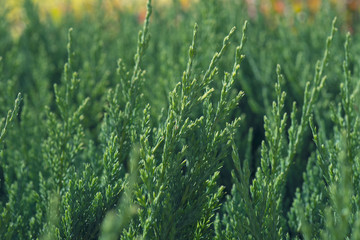 Young spruce seedlings. Green pine tree background