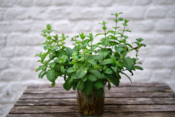 Pianta di menta su tavolo di legno grezzo e sfondo bianco