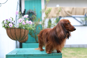 庭で遊ぶダックスフンド