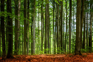 Beech forest in summer day