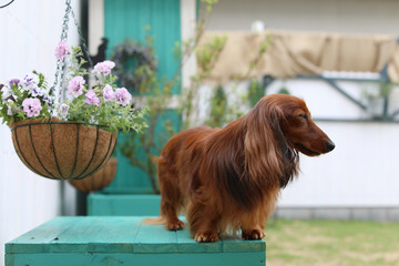 庭で遊ぶダックスフンド
