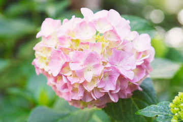 Purple Hydrangea flower (Hydrangea macrophylla) in a garden.