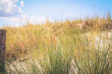 Fototapeta premium Gräser auf der Düne