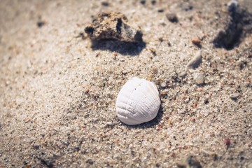 Muschel am Strand