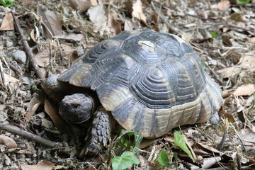 Big tortoise on the grass