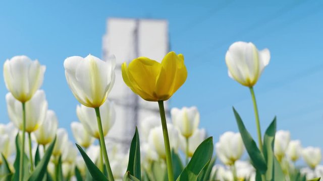 Decorative yellow and white tulips fluttering in the wind against the blue sky and the building. The flowers with vibrant natural colors are blooming in the spring garden. Close up. 4K footage.