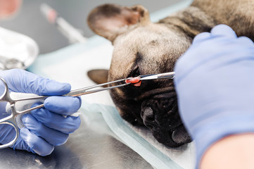 Resection of the lacrimal sac on the dog's eyes in veterinary medicine