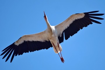 Ein Weißstorch im Flug