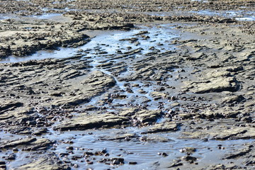 Flat coastal rocky shelves covered with fine mud and oyster shells exposed during low tide period.