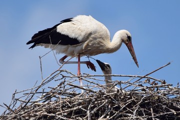 Ein Weißstorch mit Nachwuchs im Nest