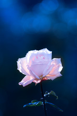 Obraz premium 薔薇