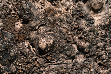 Rough cracks on the shell surface of tree