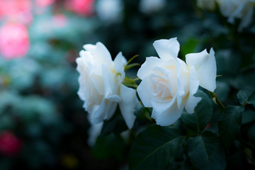 Obraz premium 薔薇