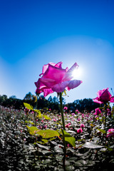 薔薇