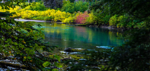 Fototapeta premium Colorful autumn in BC. Bright color of leaves near creek.