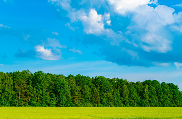 Natural landscape field and blue sky with clouds