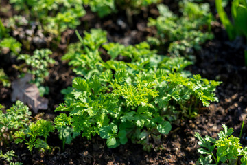 Flower garden, Netherlands, , a close up of a green plant in a garden