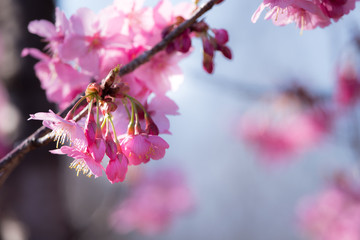 桜