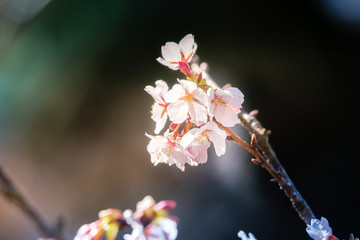 桜